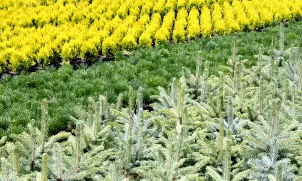 Czarneccy taimitarha - yleisnäkymä