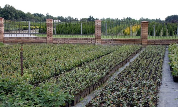Czarneccy taimitarhan kasvit - kuva 3