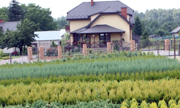 Czarneccy taimitarhan kasvit - kuva 6