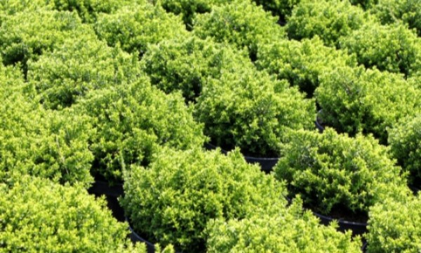 Czarneccy taimitarhan kasvit - kuva 9