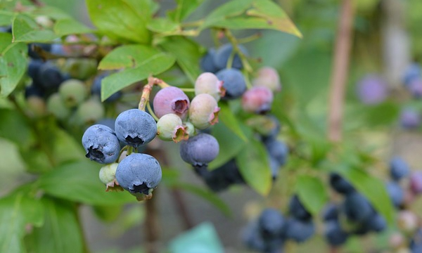 Czarneccy taimitarhan kasvit - kuva 11
