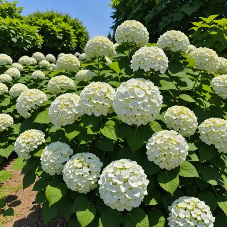Czarneccy taimitarhan kasvit - kuva 14